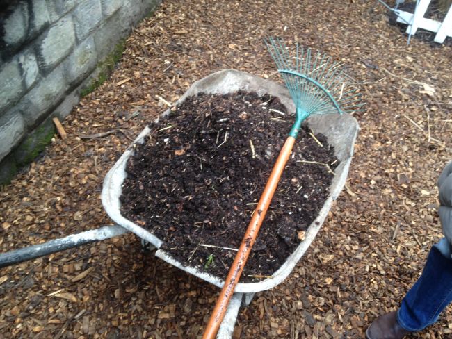 Compost heading for the beds. 