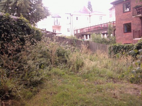 The site before the garden started, a riot of brambles ...