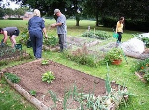 The Louth community garden.