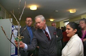 Inspecting a walnut tree