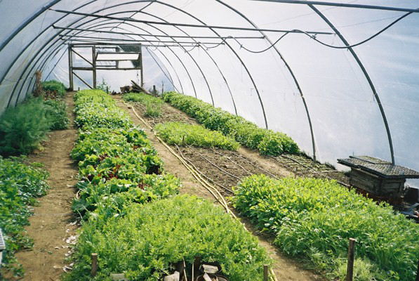 Efficient, proactive weed control is paramount when using solely hand tools for commercial vegetable production. 