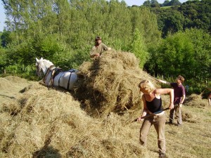 Many hands make light work - Haymaking at Tinkers Bubble