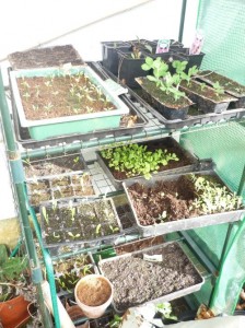 Seedlings underway in the greenhouse