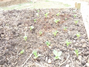 Broad beans emerging from the soil in the garden