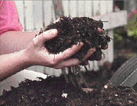 compost