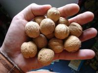 walnuts