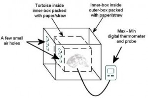 tortoise